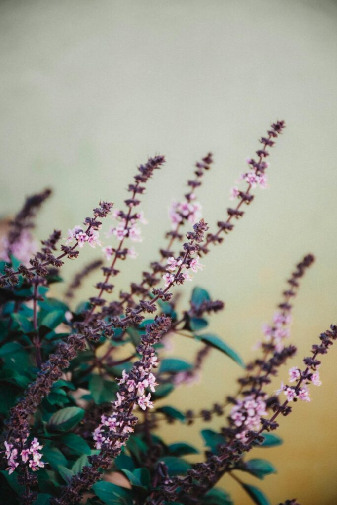 Ayurveda Tulsi Kraut