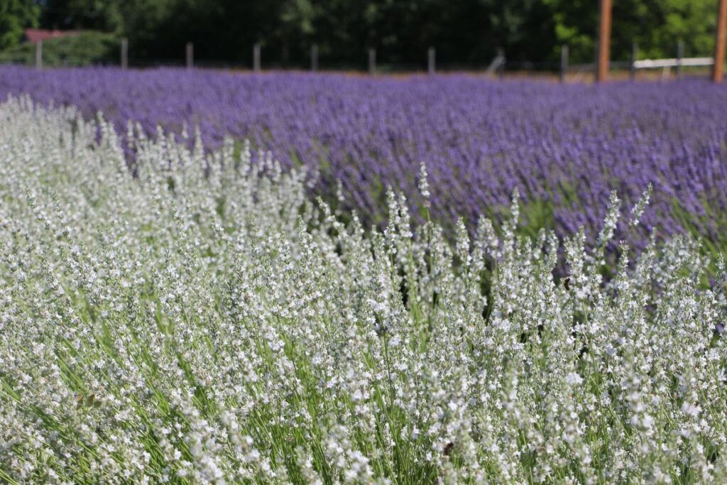 Fantasiereise Blumenwiese